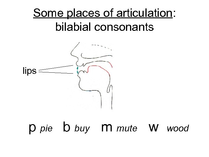 Some places of articulation: bilabial consonants lips p pie b buy m mute w