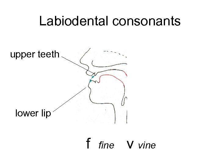 Labiodental consonants upper teeth lower lip f fine v vine 
