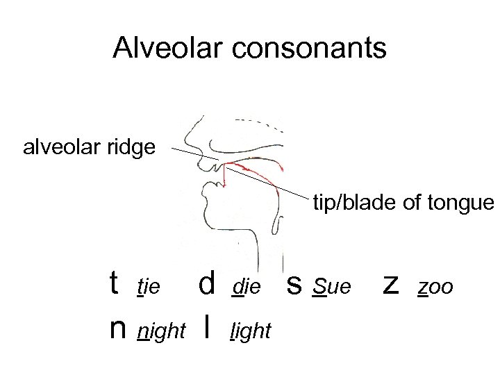 Alveolar consonants alveolar ridge tip/blade of tongue t tie d n night l die