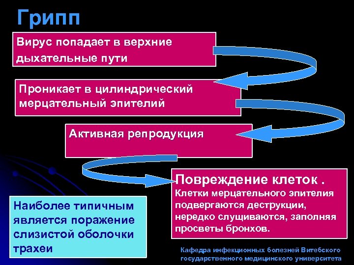 Грипп Вирус попадает в верхние дыхательные пути Проникает в цилиндрический мерцательный эпителий Активная репродукция