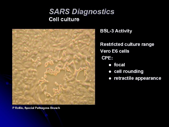 SARS Diagnostics Cell culture BSL-3 Activity Restricted culture range Vero E 6 cells CPE: