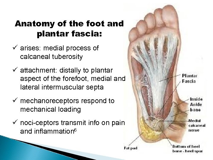  Anatomy of the foot and plantar fascia: ü arises: medial process of calcaneal