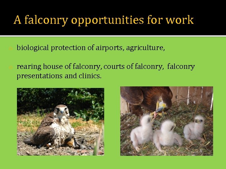 A falconry opportunities for work o biological protection of airports, agriculture, o rearing house