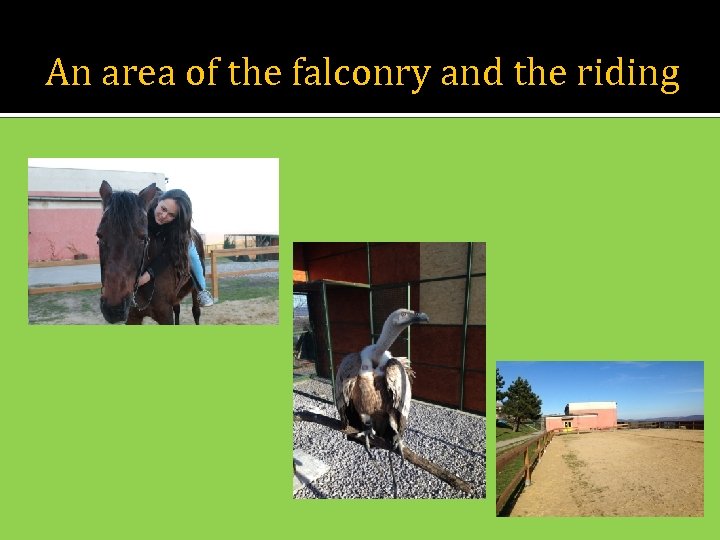 An area of the falconry and the riding 