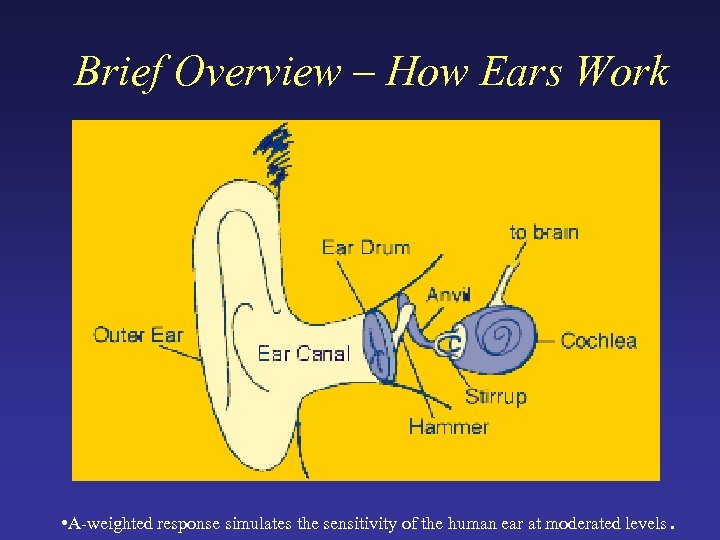 Brief Overview – How Ears Work • A-weighted response simulates the sensitivity of the
