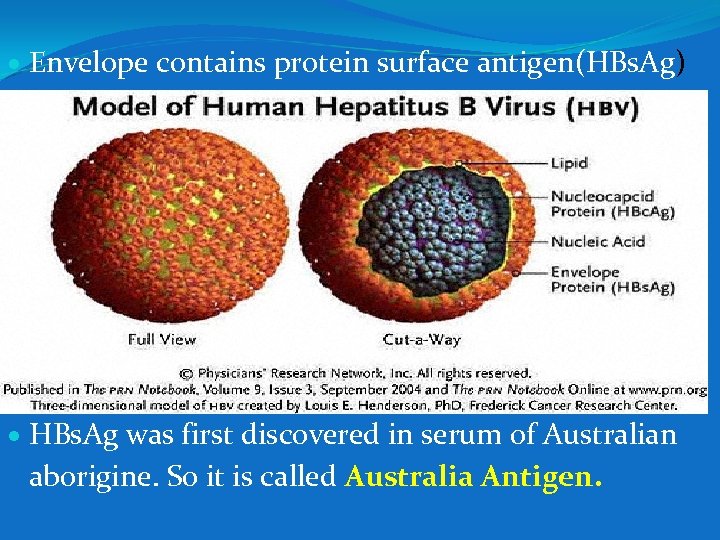  Envelope contains protein surface antigen(HBs. Ag) HBs. Ag was first discovered in serum