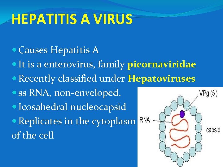 HEPATITIS A VIRUS Causes Hepatitis A It is a enterovirus, family picornaviridae Recently classified