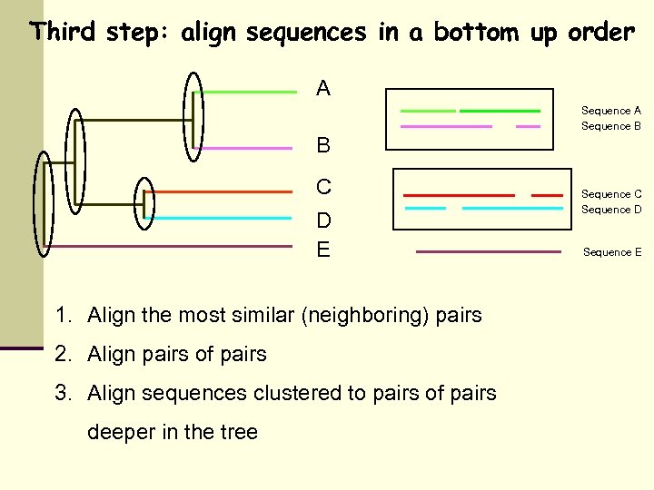 Third step: align sequences in a bottom up order A Sequence B B C