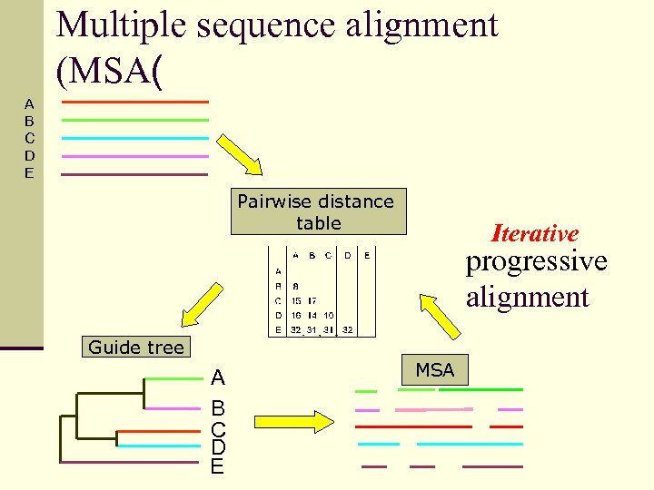 Multiple sequence alignment (MSA( A B C D E Pairwise distance table Iterative progressive