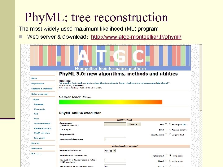 Phy. ML: tree reconstruction The most widely used maximum likelihood (ML) program n Web