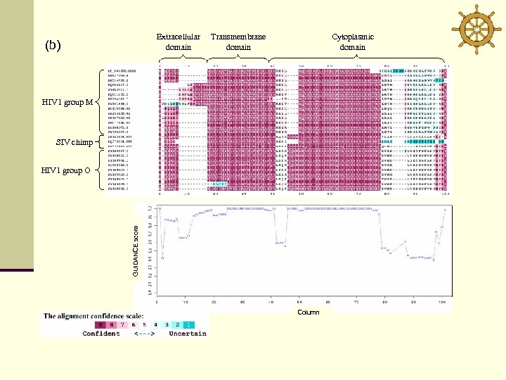 Extracellular domain (b) Transmembrane domain Cytoplasmic domain HIV 1 group M SIV chimp GUIDANCE