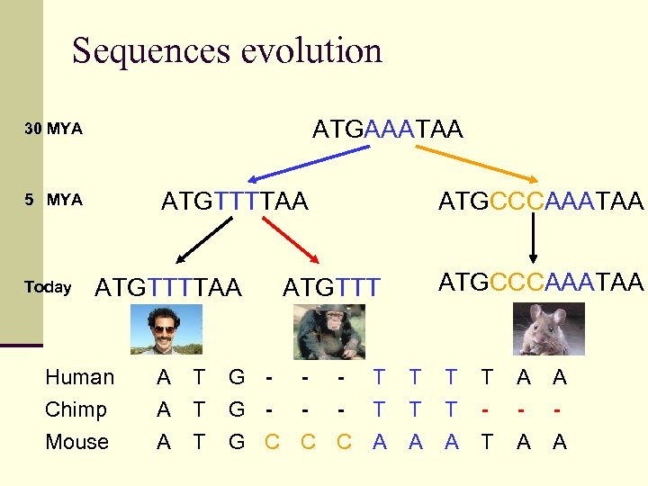 Sequences evolution ATGAAATAA 30 MYA ATGTTTTAA 5 MYA Today ATGTTTTAA Human Chimp Mouse A