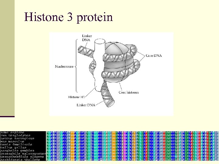 Histone 3 protein 