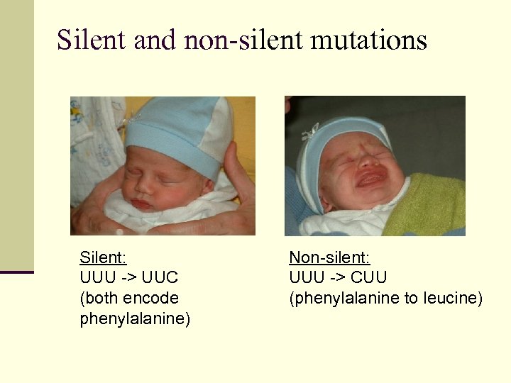 Silent and non-silent mutations Silent: UUU -> UUC (both encode phenylalanine) Non-silent: UUU ->