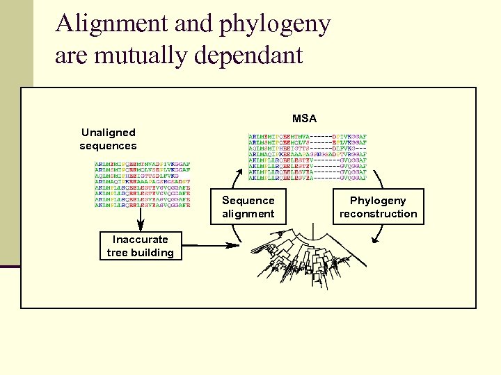 Alignment and phylogeny are mutually dependant MSA Unaligned sequences Sequence alignment Inaccurate tree building