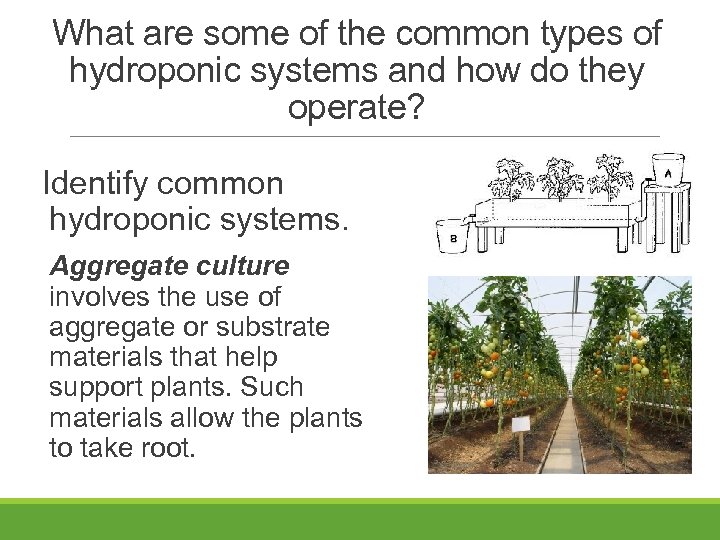 What are some of the common types of hydroponic systems and how do they