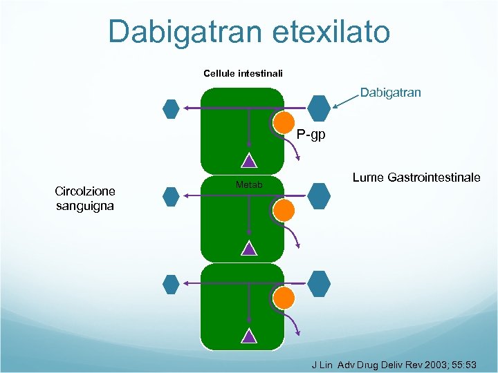 Dabigatran etexilato Cellule intestinali Dabigatran P-gp Circolzione sanguigna Metab Lume Gastrointestinale J Lin Adv