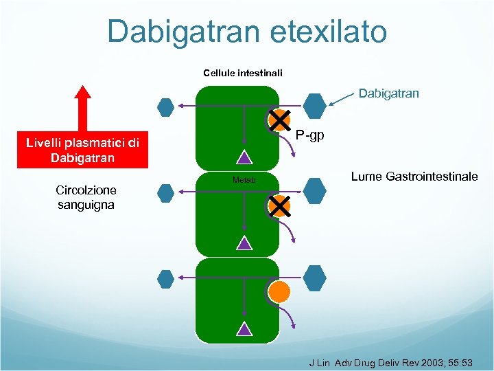 Dabigatran etexilato Cellule intestinali Dabigatran P-gp Livelli plasmatici di Dabigatran Circolzione sanguigna Metab Lume