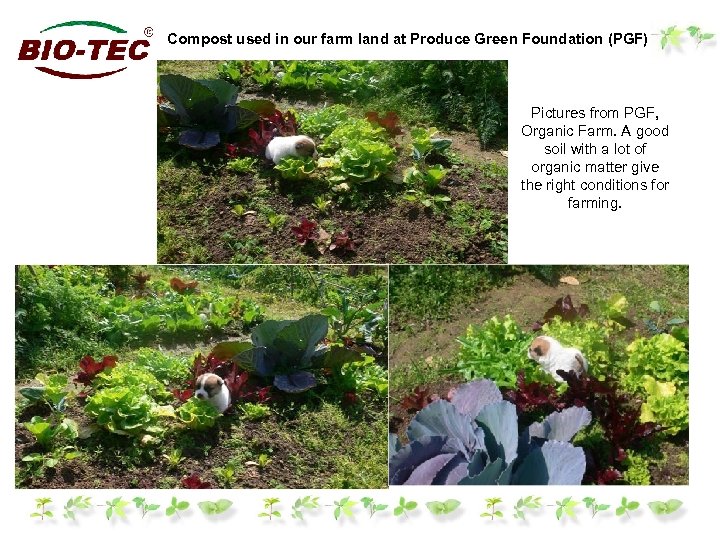 Compost used in our farm land at Produce Green Foundation (PGF) Pictures from PGF,