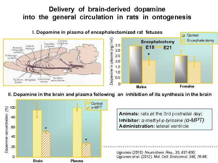 Delivery of brain-derived dopamine into the general circulation in rats in ontogenesis Anterior congulate