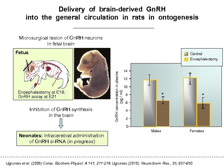 Delivery of brain-derived Gn. RH into the general circulation in rats in ontogenesis Microsurgical
