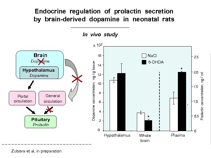Endocrine regulation of prolactin secretion by brain-derived dopamine in neonatal rats In vivo study