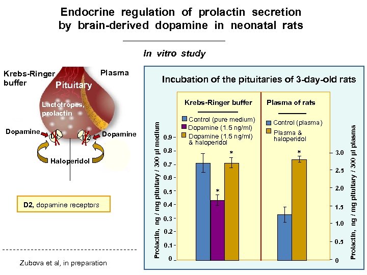 Endocrine regulation of prolactin secretion by brain-derived dopamine in neonatal rats In vitro study