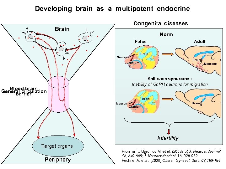 Developing brain as a multipotent endocrine Brain Congenital diseases Norm Fetus Adult Brain Neurons