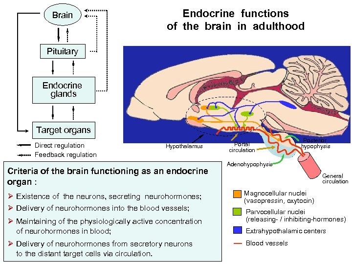 Brain Endocrine functions of the brain in adulthood Pituitary Endocrine glands Target organs Direct