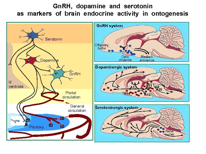 Gn. RH, dopamine and serotonin as markers of brain endocrine activity in ontogenesis Gn.