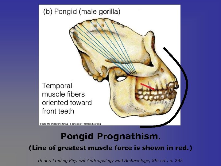 Pongid Prognathism. (Line of greatest muscle force is shown in red. ) Understanding Physical