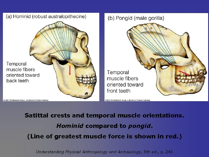 Satittal crests and temporal muscle orientations. Hominid compared to pongid. (Line of greatest muscle