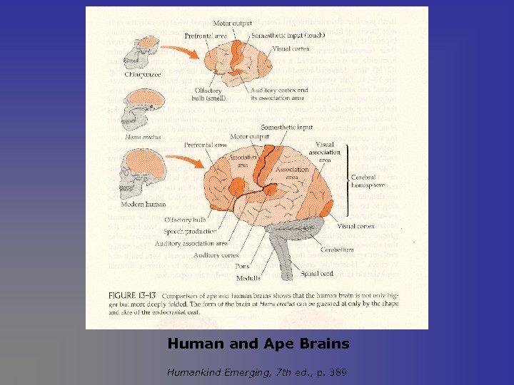 Human and Ape Brains Humankind Emerging, 7 th ed. , p. 389 