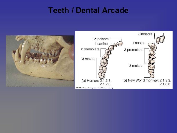 Teeth / Dental Arcade 