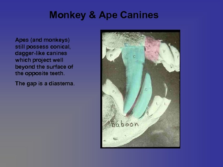 Monkey & Ape Canines Apes (and monkeys) still possess conical, dagger-like canines which project