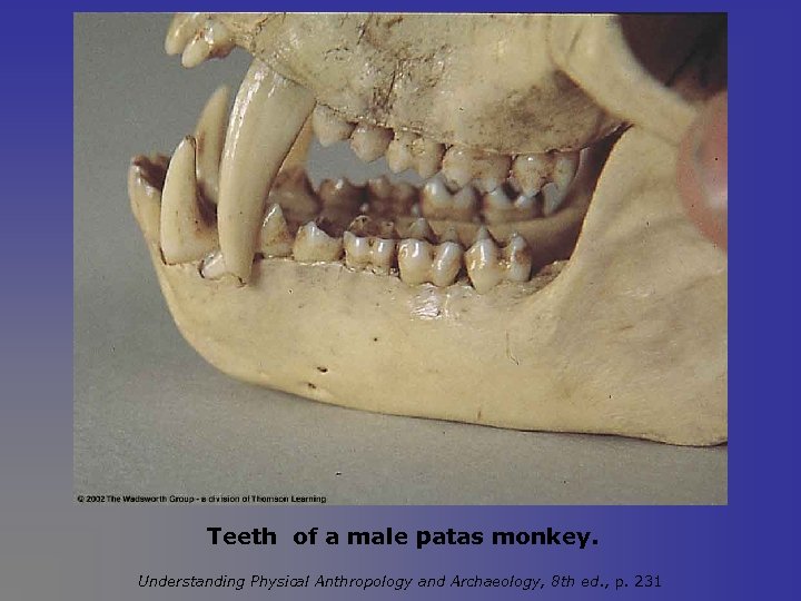 Teeth of a male patas monkey. Understanding Physical Anthropology and Archaeology, 8 th ed.