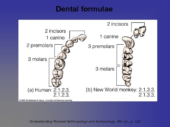 Dental formulae Understanding Physical Anthropology and Archaeology, 8 th ed. , p. 125 