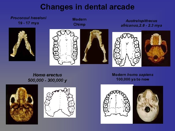 Changes in dental arcade Proconsul heseloni 19 - 17 mya Modern Chimp Australopithecus africanus,