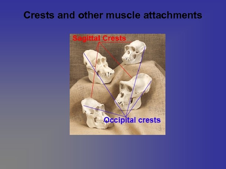 Crests and other muscle attachments 