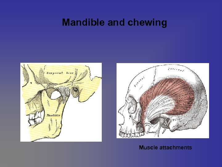 Mandible and chewing Muscle attachments 