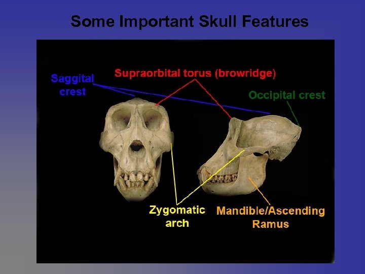 Some Important Skull Features 