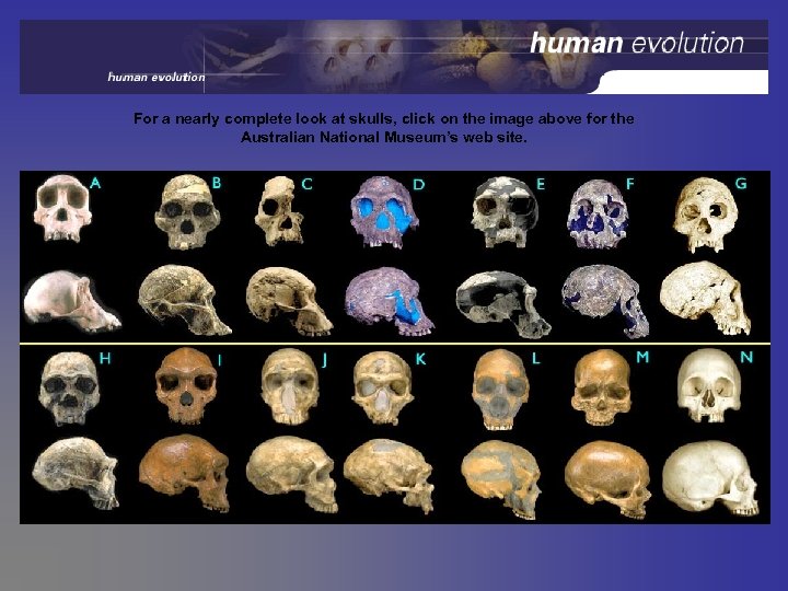 For a nearly complete look at skulls, click on the image above for the