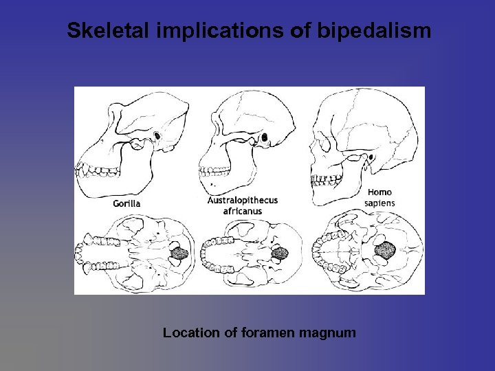 Skeletal implications of bipedalism Location of foramen magnum 