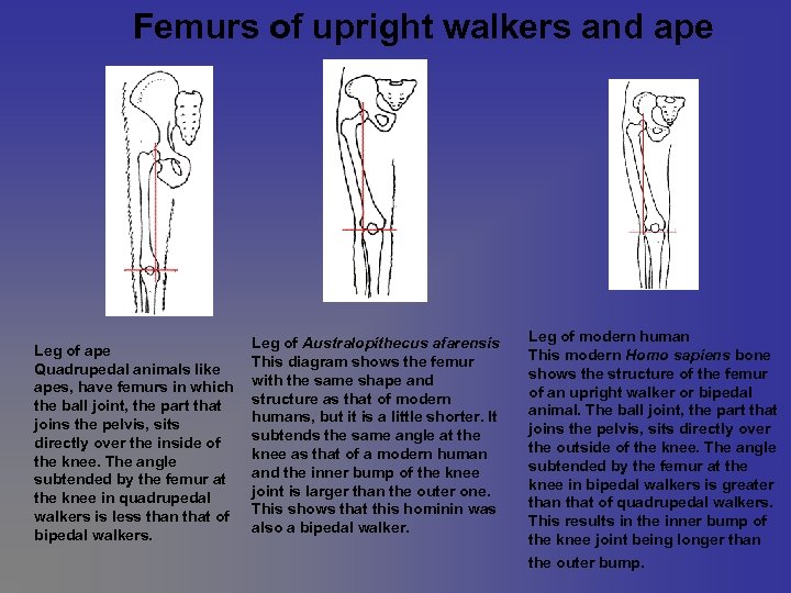 Femurs of upright walkers and ape Leg of ape Quadrupedal animals like apes, have