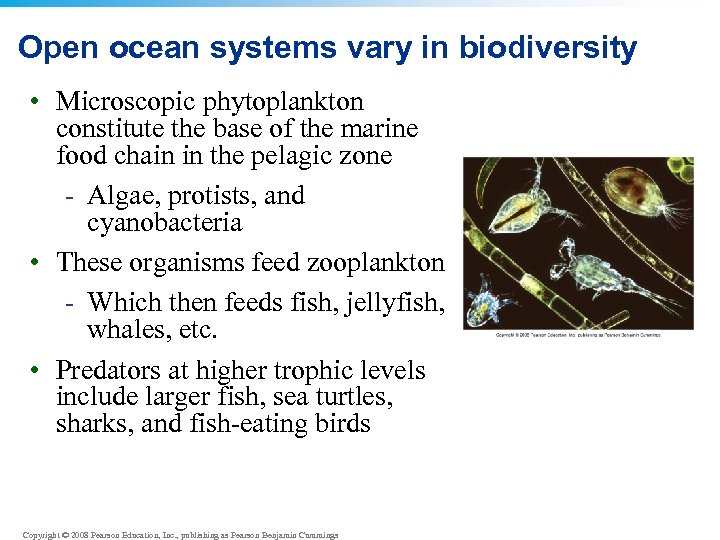 Open ocean systems vary in biodiversity • Microscopic phytoplankton constitute the base of the