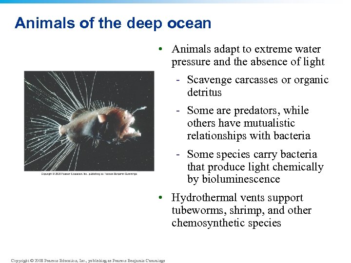 Animals of the deep ocean • Animals adapt to extreme water pressure and the