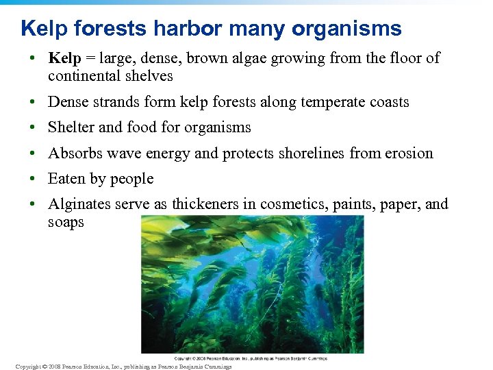 Kelp forests harbor many organisms • Kelp = large, dense, brown algae growing from