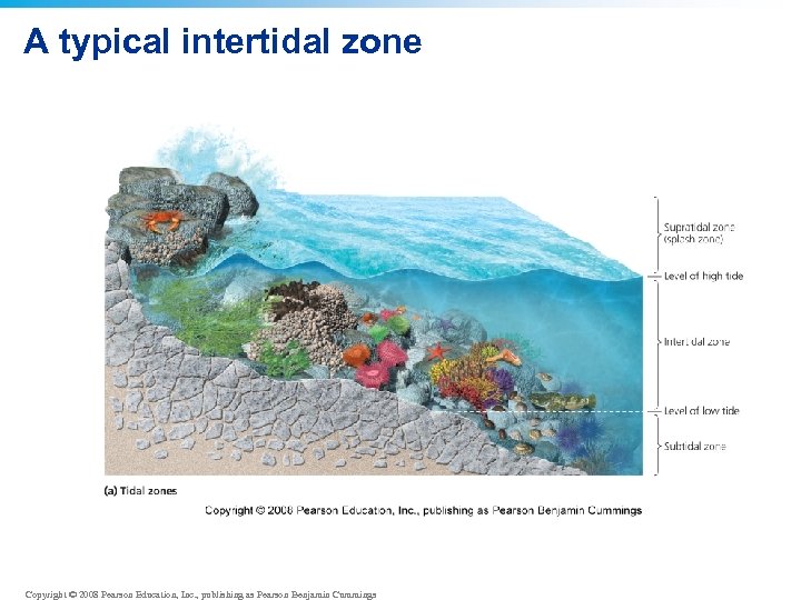 A typical intertidal zone Copyright © 2008 Pearson Education, Inc. , publishing as Pearson