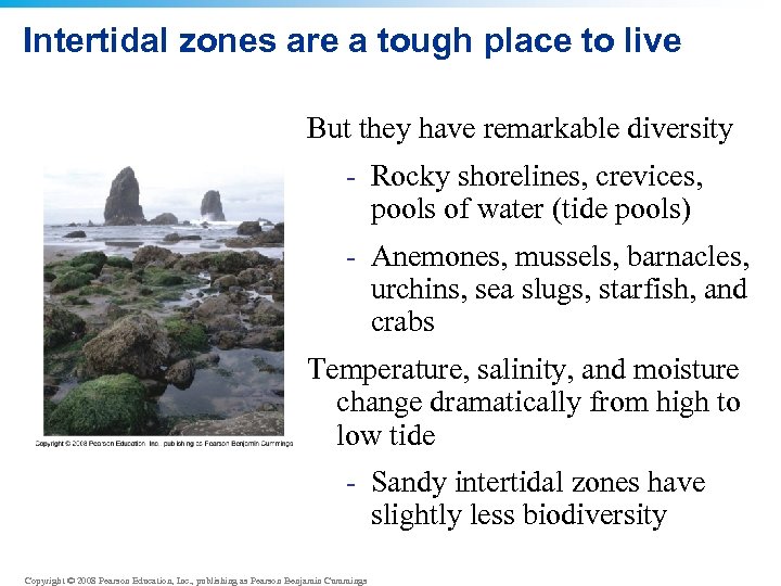 Intertidal zones are a tough place to live But they have remarkable diversity -
