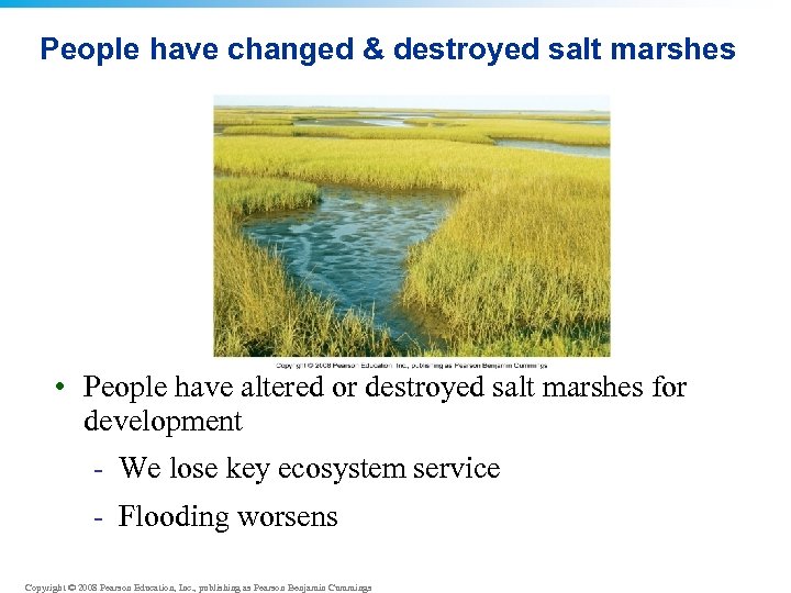 People have changed & destroyed salt marshes • People have altered or destroyed salt